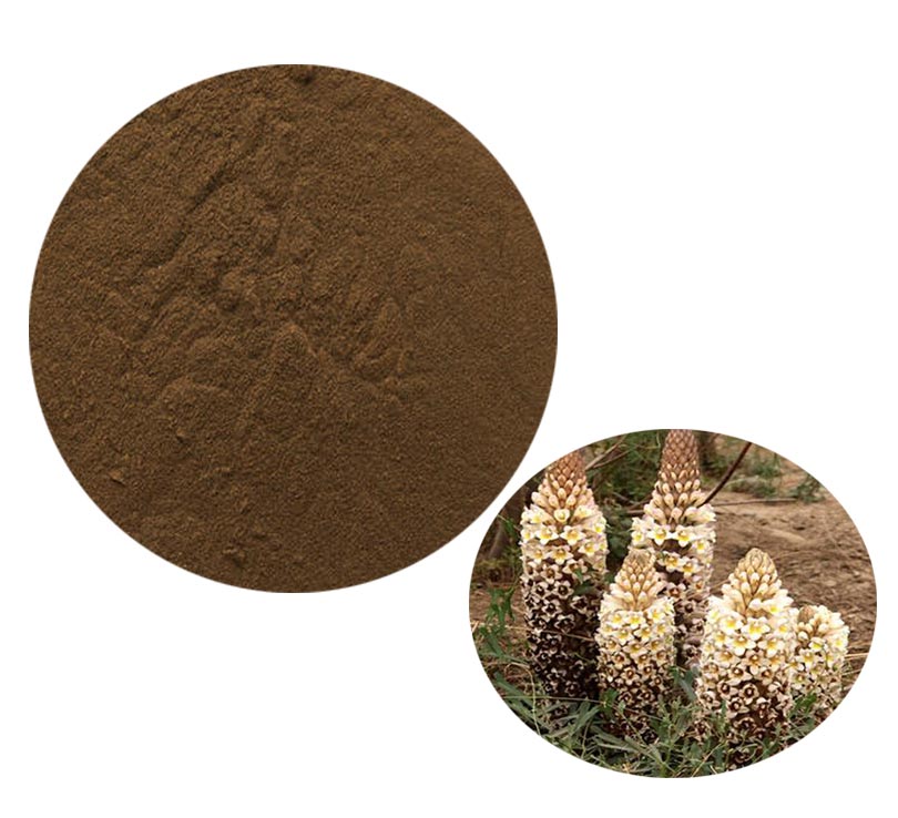 Cistanche Extract