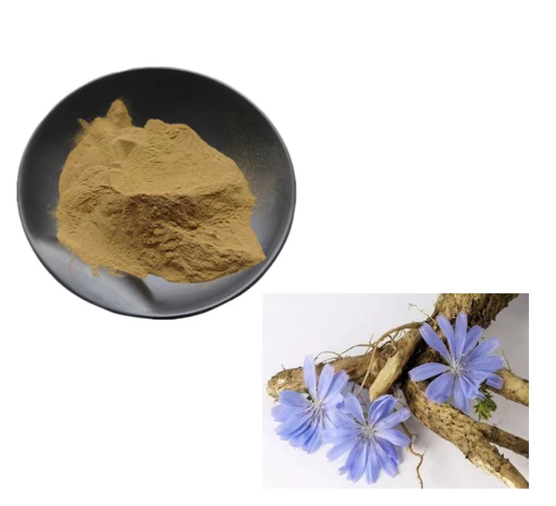 菊苣提取物